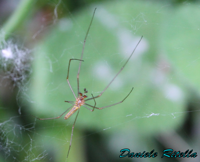 Maschi di Tetragnatha sp.